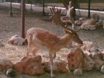 LES ANIMAUX DE FATNA
